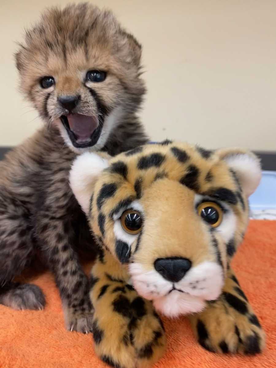 PHOTOS: Meet Cincinnati Zoos Newest Cheetah Cub Rozi