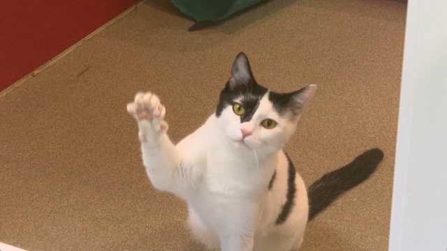 Georgia just changed the rules on where you can buy a pet