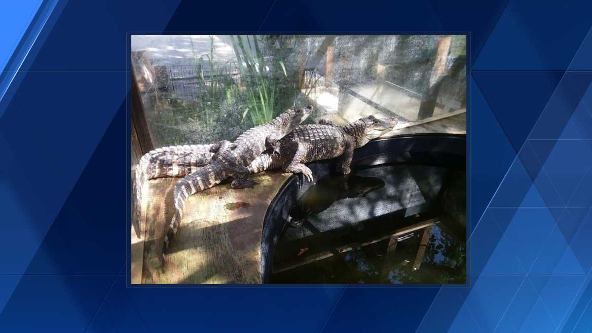 Two alligators stolen from pet store in Indiana County