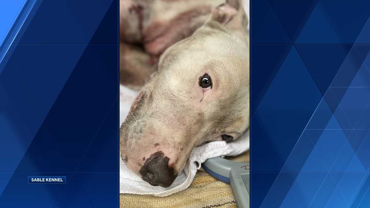 Dog shot and killed in Dravosburg