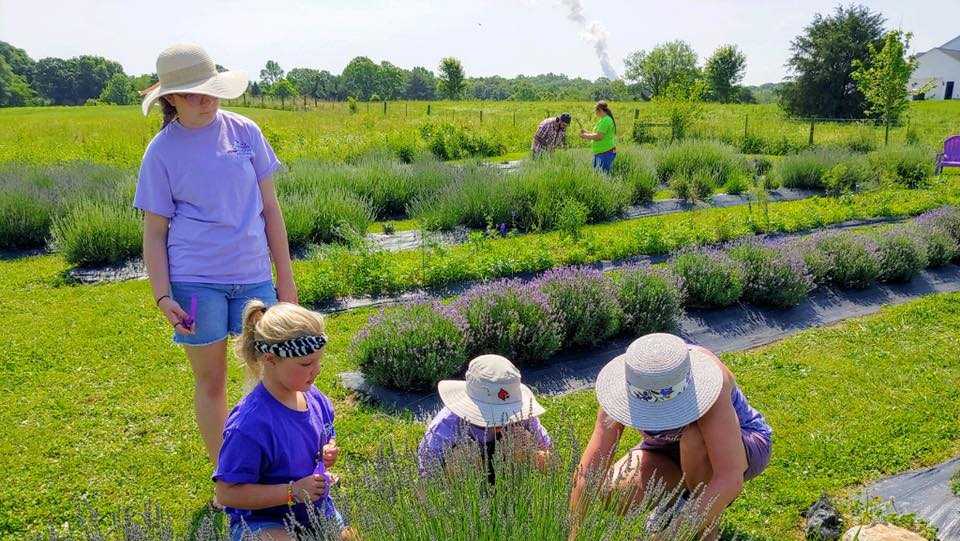 Pick a fresh bundle of lavender at this Northern Kentucky farm