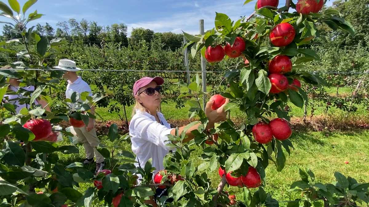New Hampshire apple orchards open despite setbacks