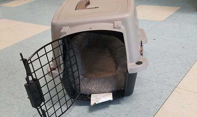 holgate litter box