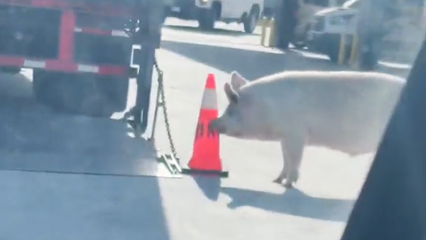 An escaped pig was seen roaming around the QuikTrip at 2300 Martin Luther King Jr Parkway in Des Moines on Thursday, Jan. 29, 2026.