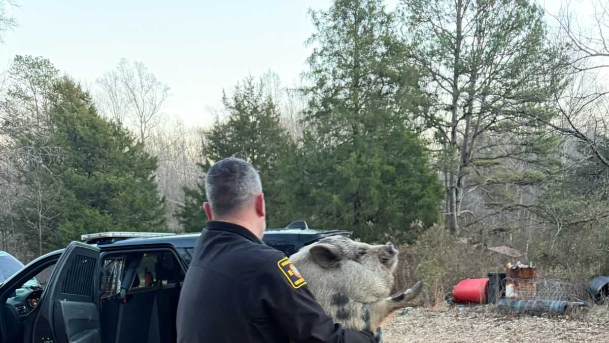 Pig sneaks into home, seemingly on the hunt for snacks
