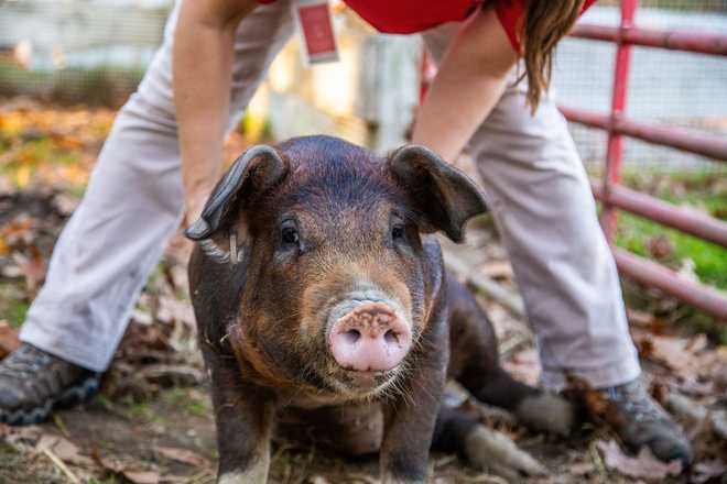 Special home sought for 1-year-old pig abandoned in Massachusetts Special home sought for 1-year-old pig abandoned in Massachusetts