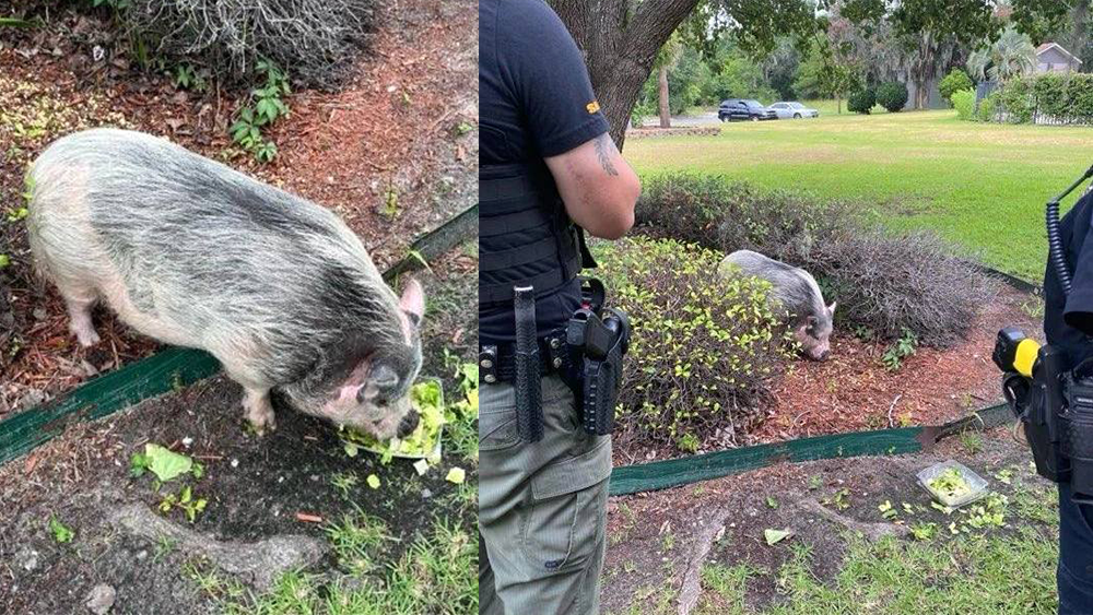 Beaufort police respond to 'pig causing mischief' at hotel