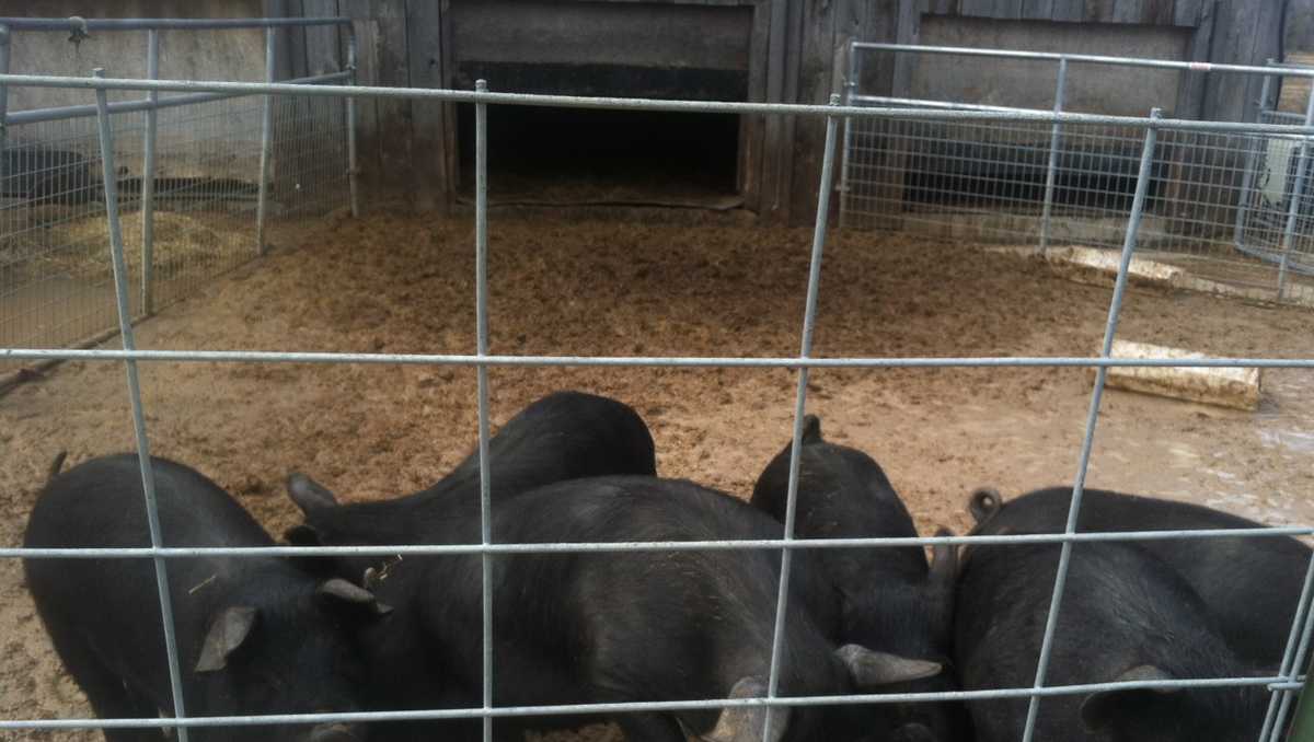 Pork industry sues over California law on animal confinement