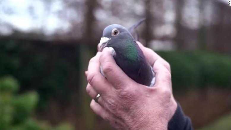 Organizers say the price is the highest ever paid for a racing pigeon.