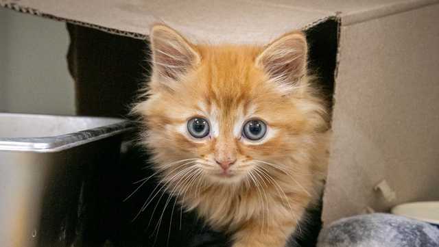 Itty, bitty kitten rescued from highway storm drain