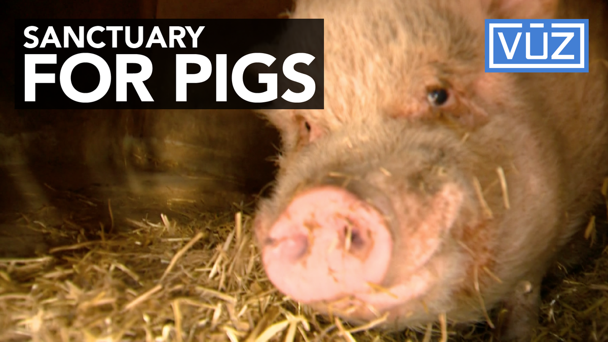 This farm provides a safe haven for pigs