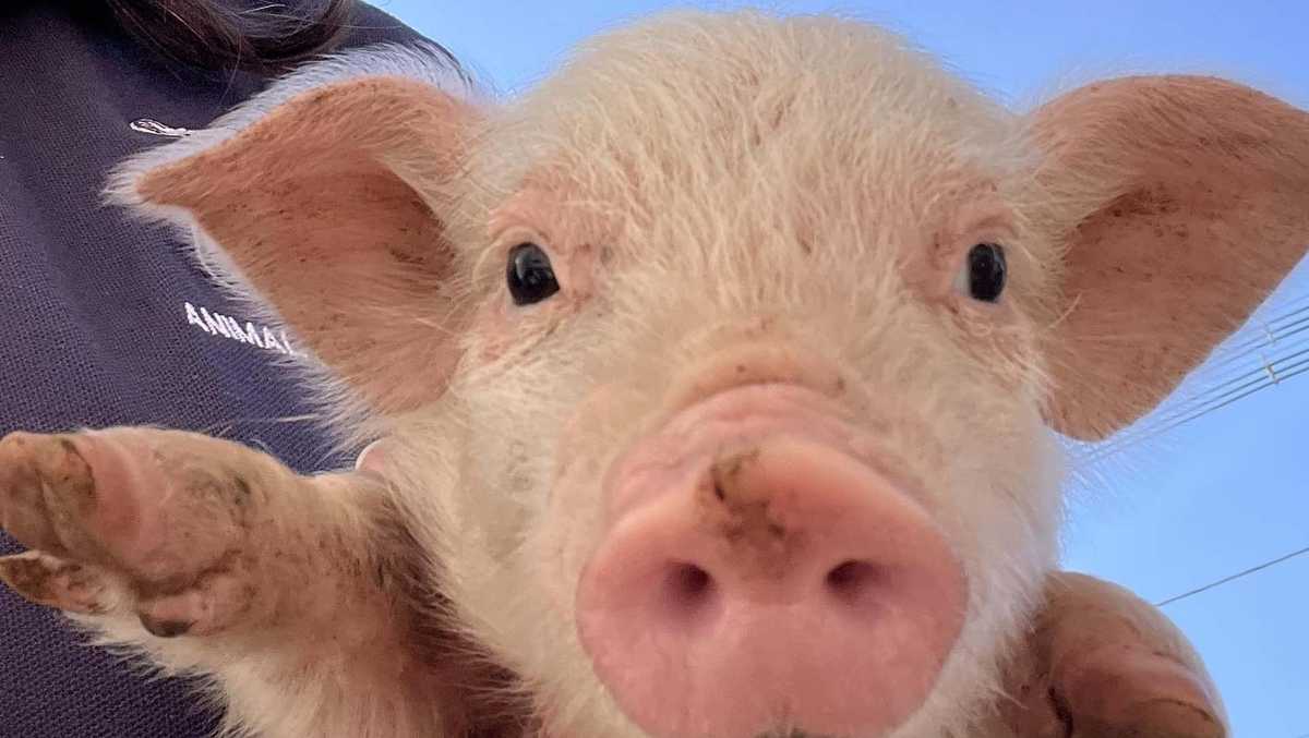 Piglet Abandoned in Framingham, Seeks New Home