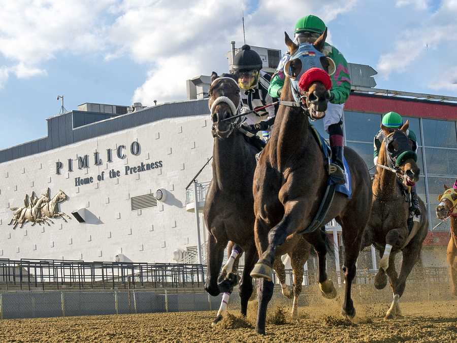 pimlico first turn pic preakness
