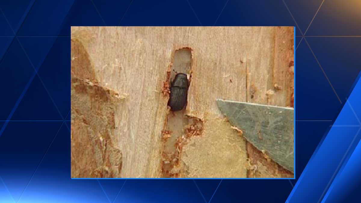 Southern pine beetle could affect state's wood industry
