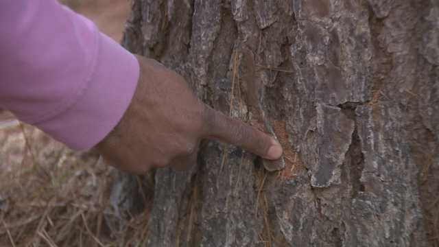 Pine beetles, drought taking toll on pine trees in central Mississippi - Vimarsana News
