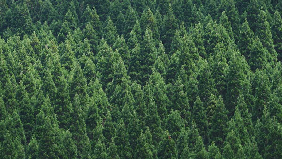 Forest Service opens online application for Christmas tree permits