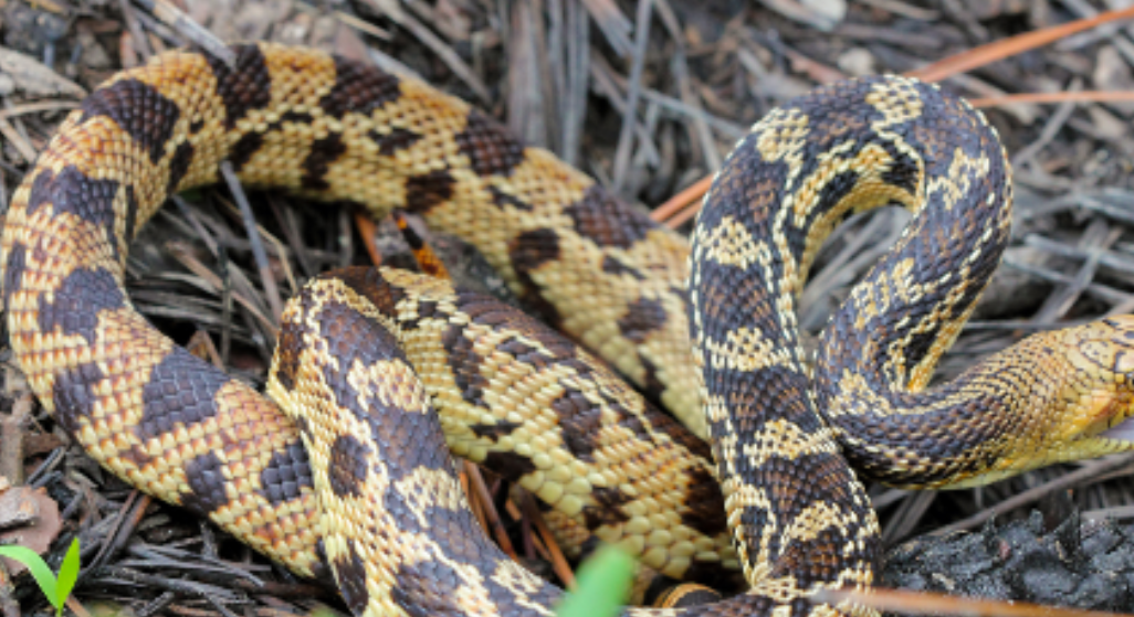 Researchers Release Endangered Snakes In Louisiana Forest