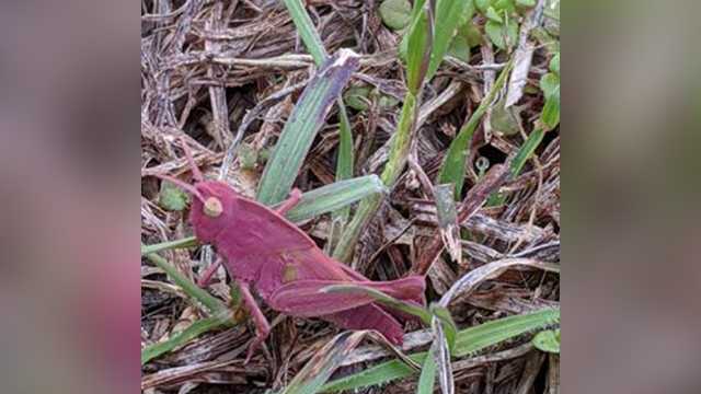 Pink grasshopper found in Texas