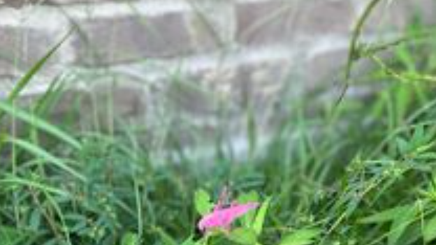 Louisiana woman finds pink grasshopper - Vimarsana News