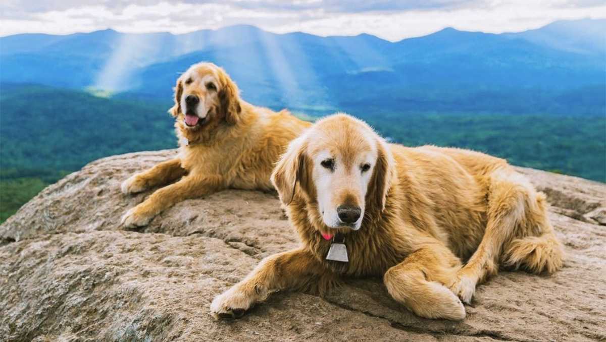 One of the locally renowned Stowe Pinnacle dogs has died, owner says