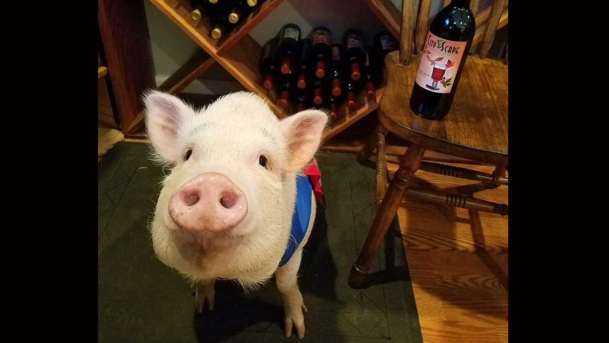 Upstate winery mourns Pinot the Pig; celebration planned