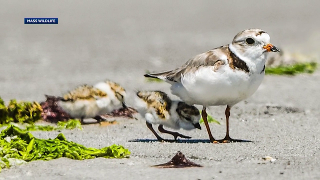 Barnstable delays 4th of July fireworks to protect endangered birds - Vimarsana News