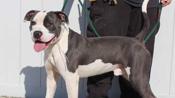 Dog for adoption - Felecia, a Pit Bull Terrier Mix in Louisville