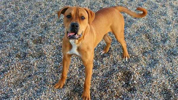 Reminder Pit Bulls Are Free To Adopt Through Louisville Metro Animal Services Pit Bulls Are Free To Adopt Through