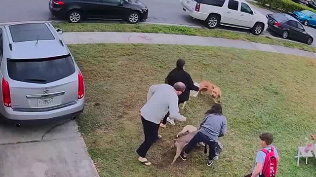 Seminole County pit bull attack injures 2 people, another dog - Vimarsana News
