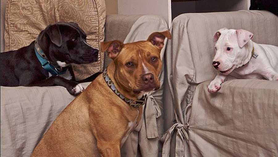 cruel pit bull hashtag