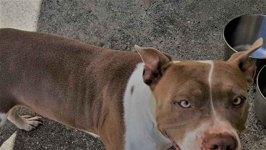 Woman killed after attack by 2 pit bulls