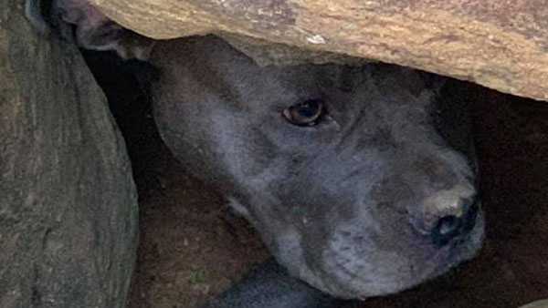 Central Hardin Firefighters Rescue Pit Bull Trapped Underneath Pile Of Rocks