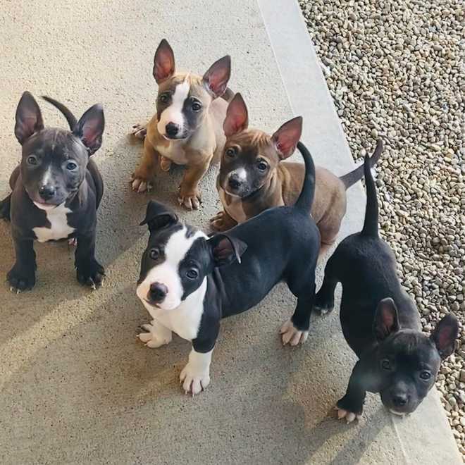 puppies&#x20;for&#x20;adoption