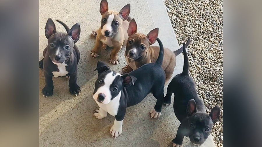 Animal shelter receives dozens of applications for pitbull-dachshund-mix puppies Animal shelter receives dozens of applications for pitbull-dachshund-mix puppies