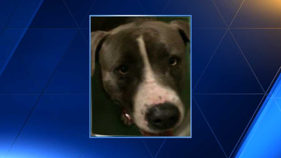 Dog killed in Pitbull attack, 2 people injured