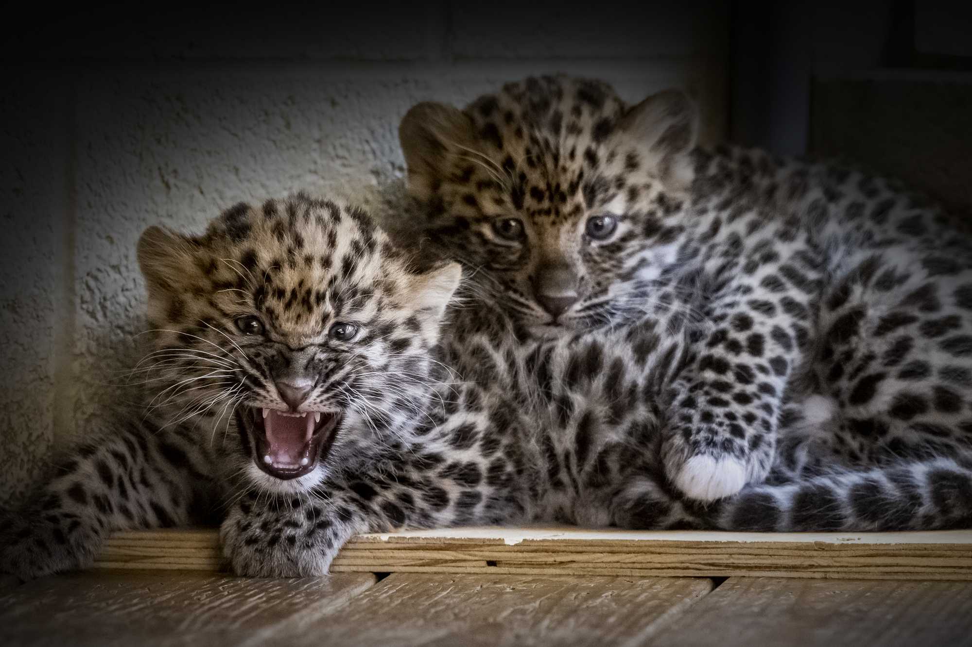 Pittsburgh Zoo Welcomes Two Leopard Cubs