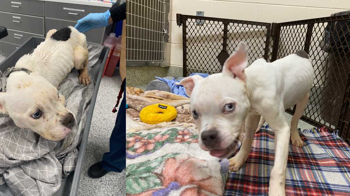 Abandoned, emaciated puppy found in crate near Boston cemetery