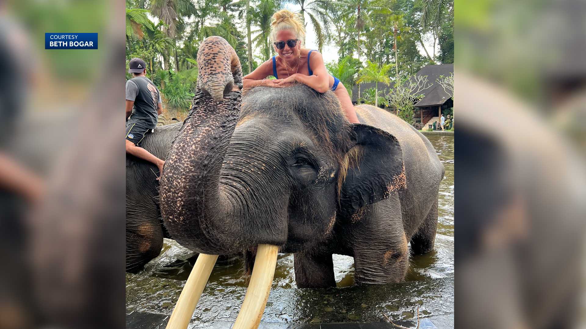 New Hampshire woman describes being bitten by elephant at resort in Bali - Vimarsana News
