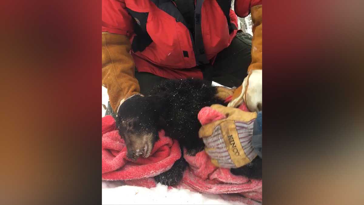 Orphan bear cub recovering in New Hampshire