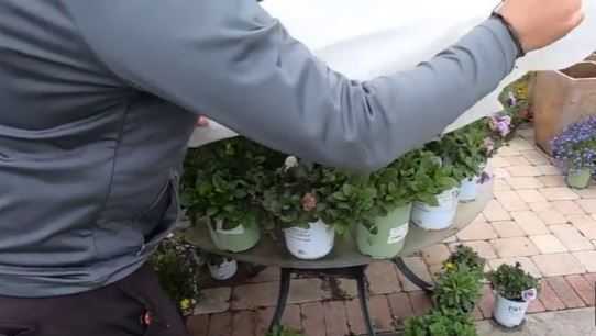 Florida Freeze: How to protect your plants from the cold - Vimarsana News
