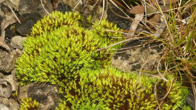 Botanists find plant previously presumed to be extinct in Ohio - Vimarsana News