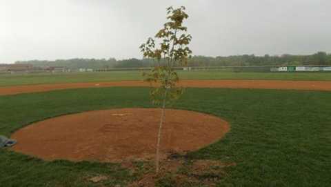 Someone planted a tree in front of the pitcher’s mound on the baseball field at Queen Anne's County High School, police said.
