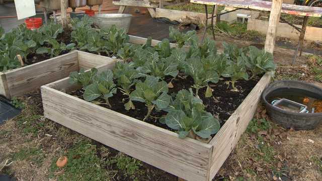 Urban farm teaches young people about food sustainability - Vimarsana News
