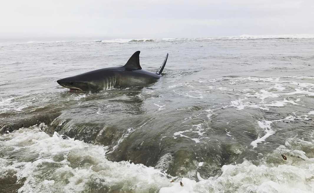 Shark causes stir at Pleasure Point in Santa Cruz