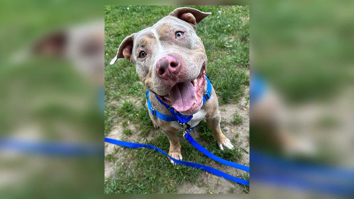 Video of dog being hit with leash in Boston prompts investigation