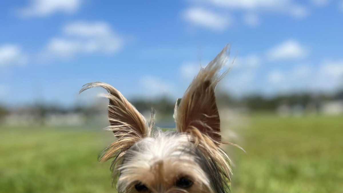 Woman badly injured by pit bull while protecting pet Yorkie