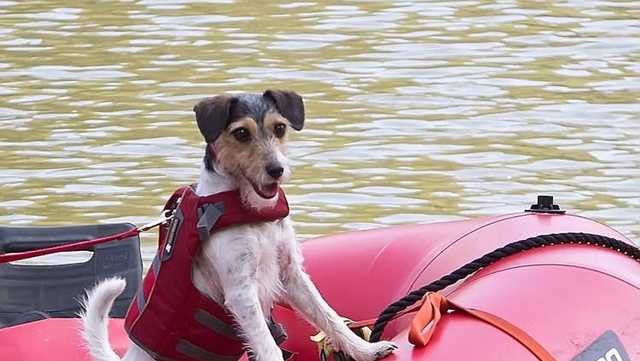 Kentucky Search and Rescue dog honored by AKC - Vimarsana News