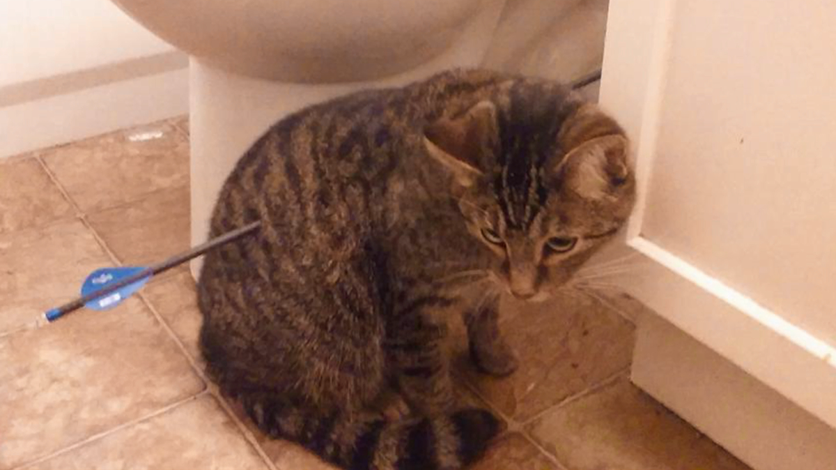 Family finds pet cat with arrow shot through it