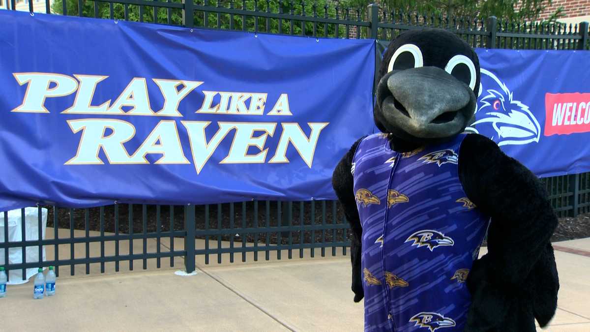 Ravens Training Camp LIVE  Baltimore Ravens 
