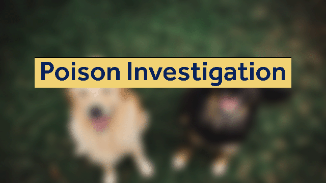 $5,000 reward for information about poisoned dogs in Watsonville - Vimarsana News